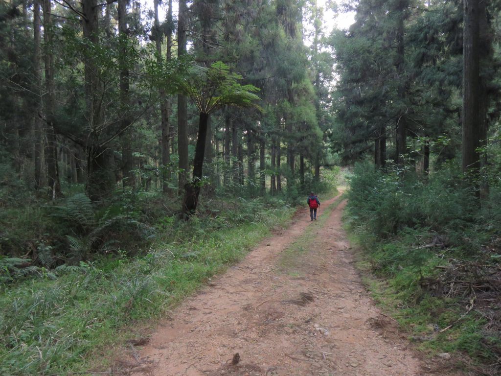 Magoebaskloof 19 01